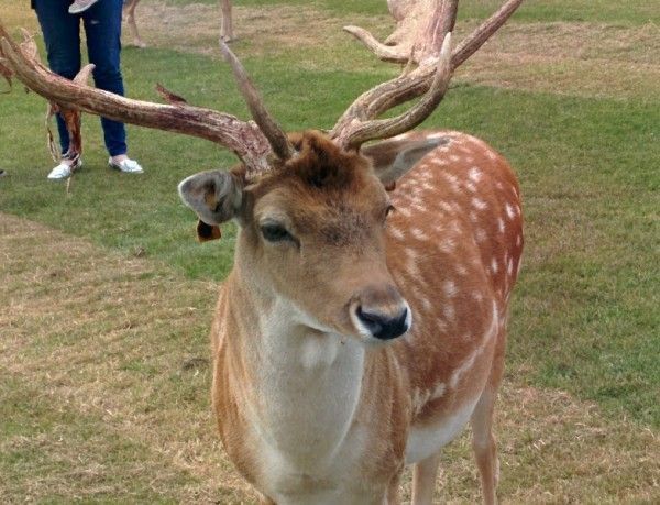 ciervos en phoenix park